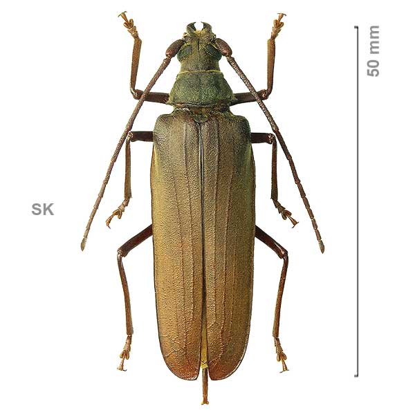 Aegosoma scabricorne