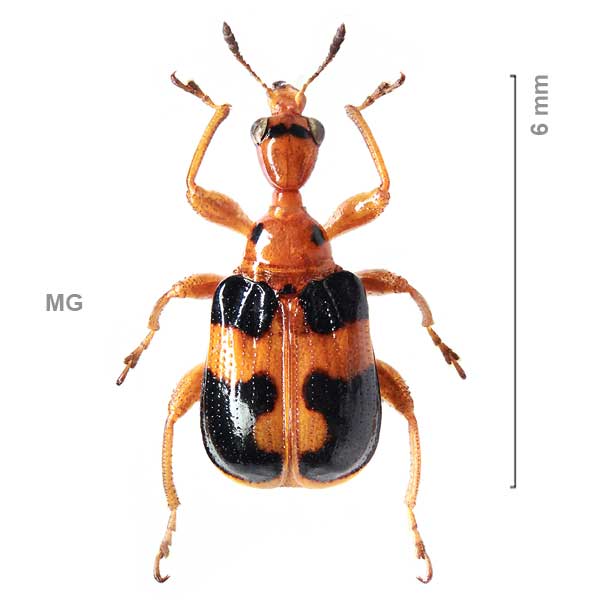 Afroapoderus perrieri