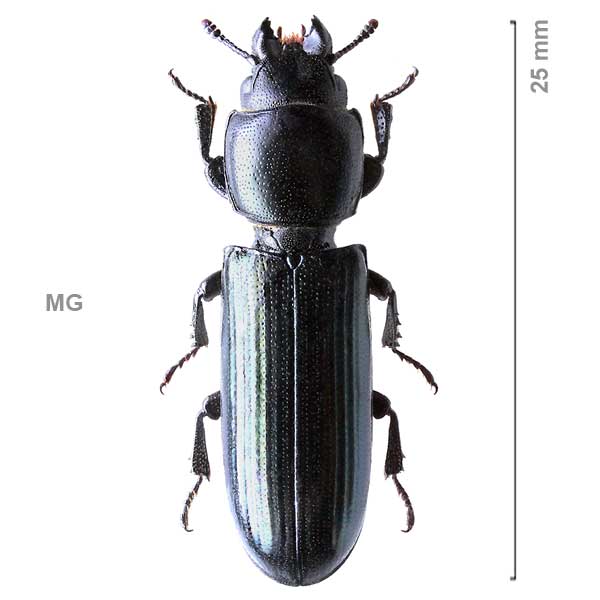Alindria spectabilis