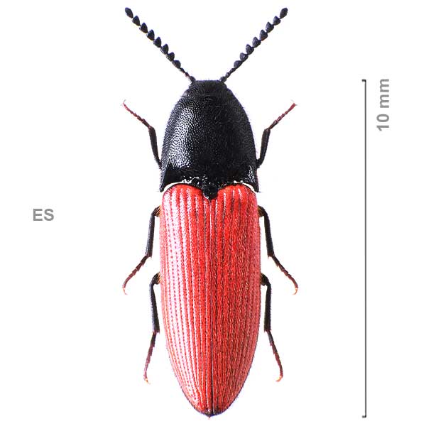 Ampedus aurilegulus