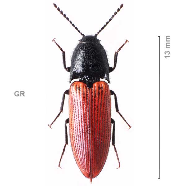 Ampedus canaliculatus