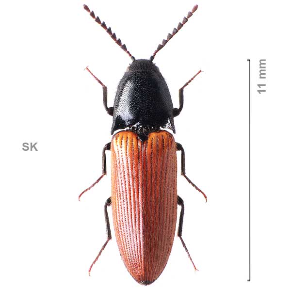 Ampedus carinthiacus