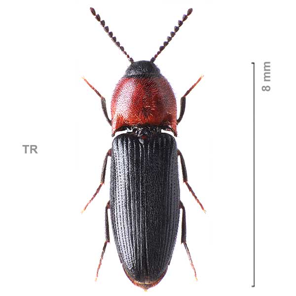 Ampedus demaisoni