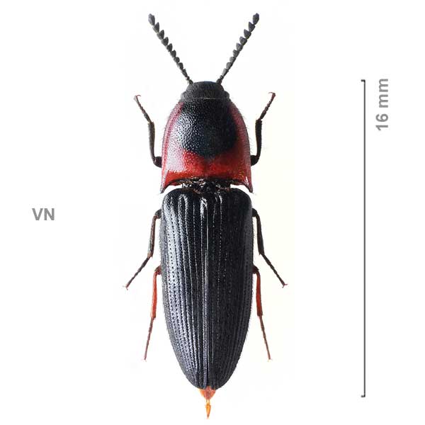 Ampedus discicollis