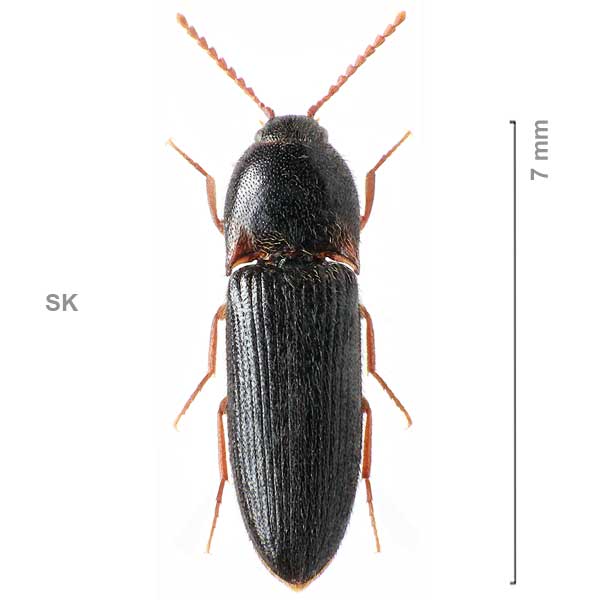 Ampedus erythrogonus