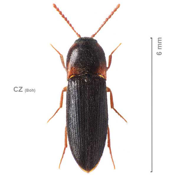 Ampedus erythrogonus