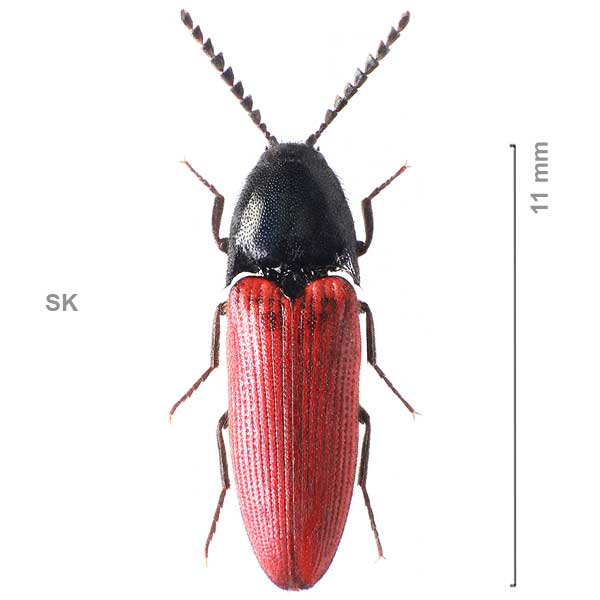 Ampedus forticornis