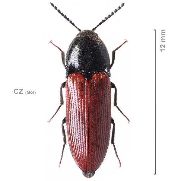 Ampedus francolinus