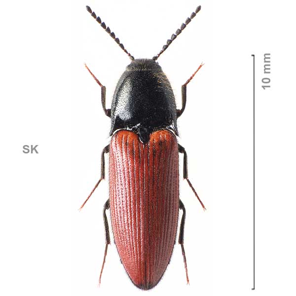 Ampedus impressicollis