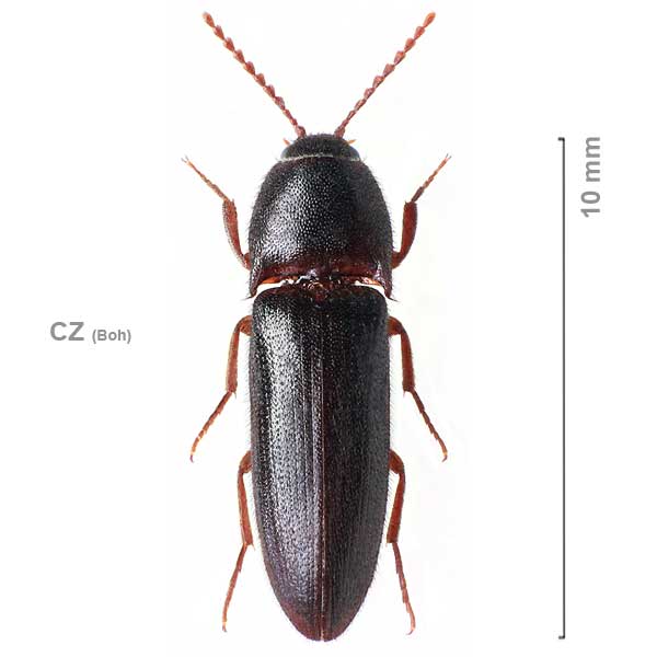 Ampedus megerlei