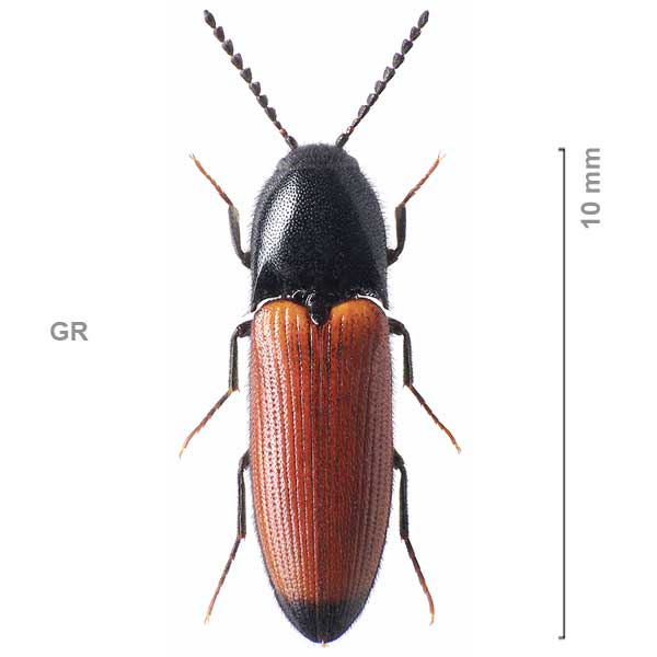 Ampedus melanurus