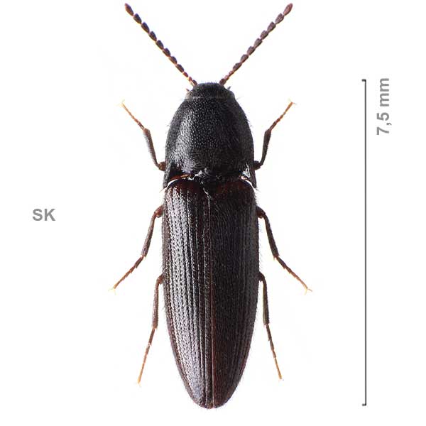 Ampedus nigerrimus