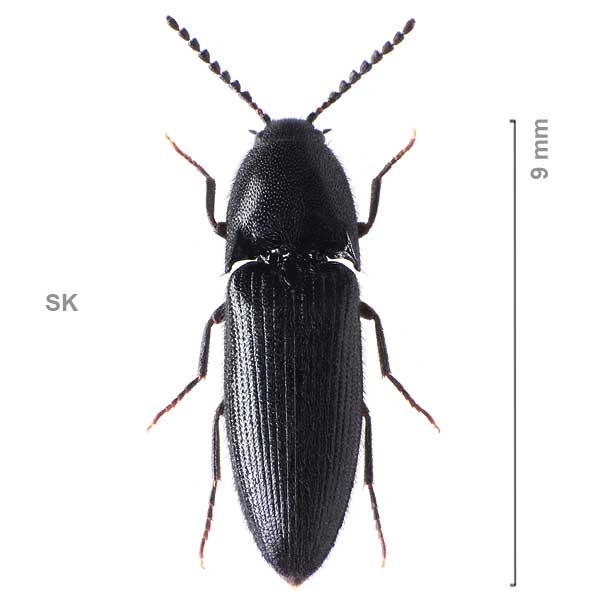 Ampedus nigerrimus