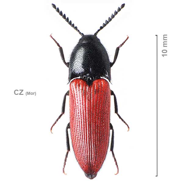 Ampedus rufipennis