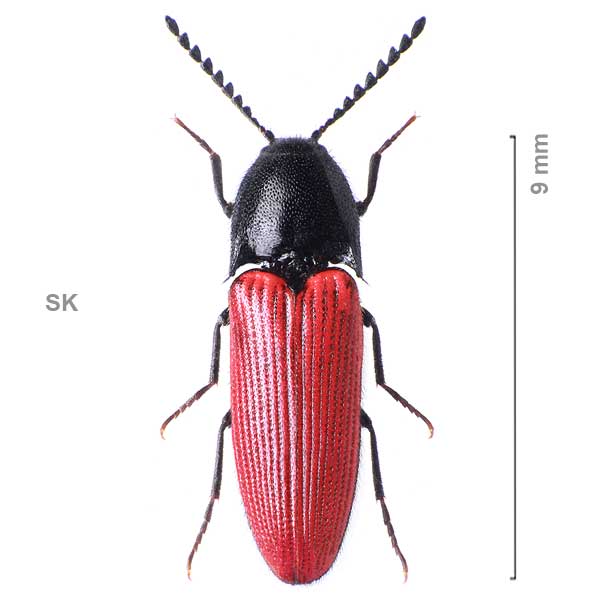 Ampedus rufipennis
