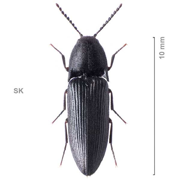 Ampedus scrofa