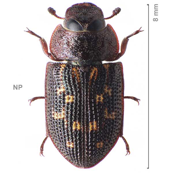 Anacypta cicatricosa