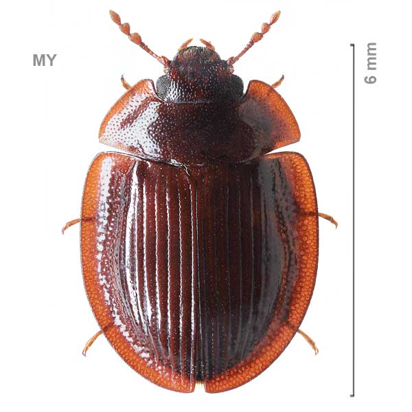 Ancyrona-cf-sp-Malaysia1