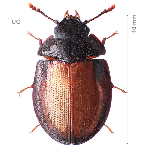 Ancyrona gabonica