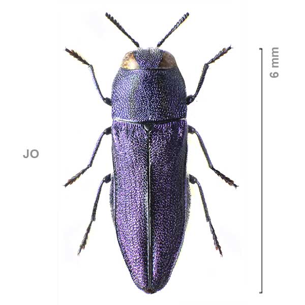 Anthaxia violacea