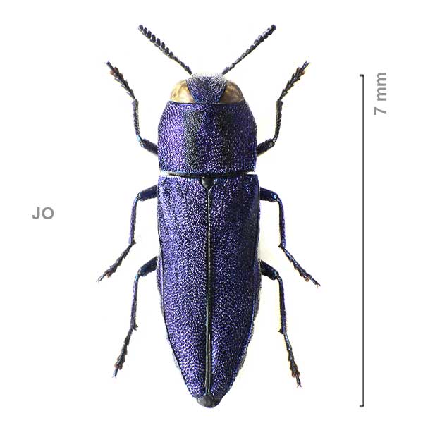 Anthaxia violacea