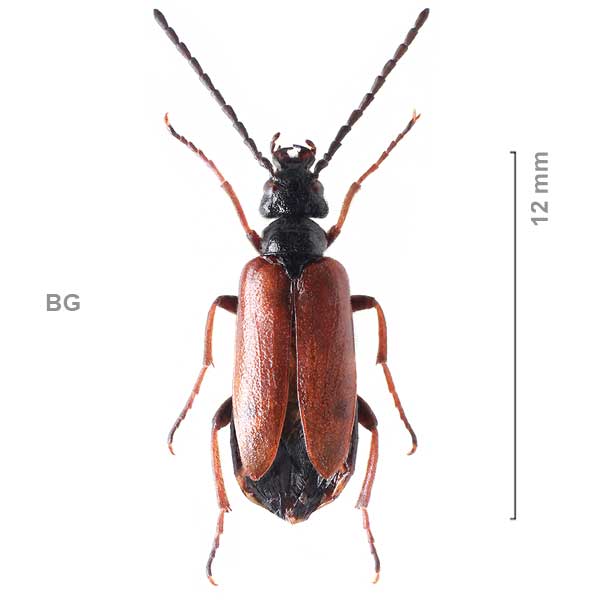 Apalus bipunctatus