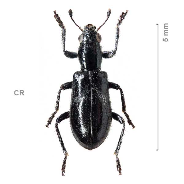 Aphelocerus-sp-Costarica1