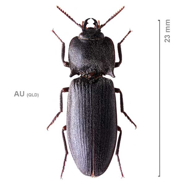 Aphileus ferox