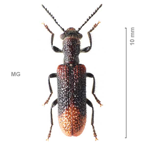 Archalius densegranatus