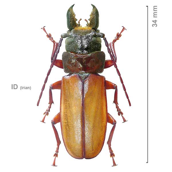 Archetipus fulvipennis