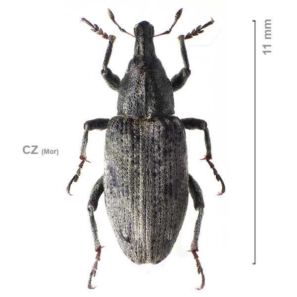 Asproparthenis punctiventris