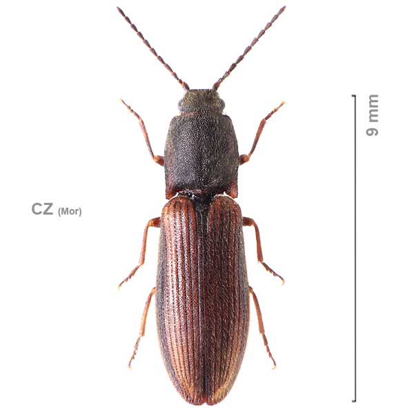 Athous bicolor