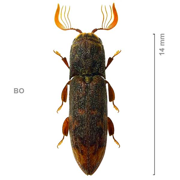 Balgus rugosus