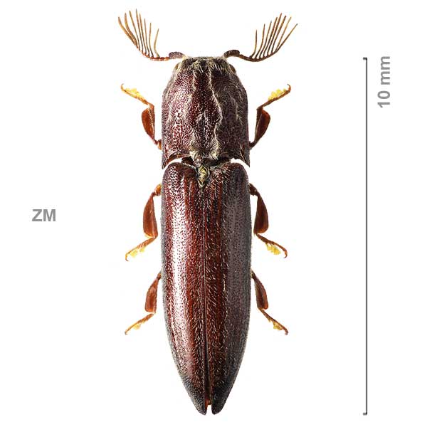 Balgus-sp-Zambia1