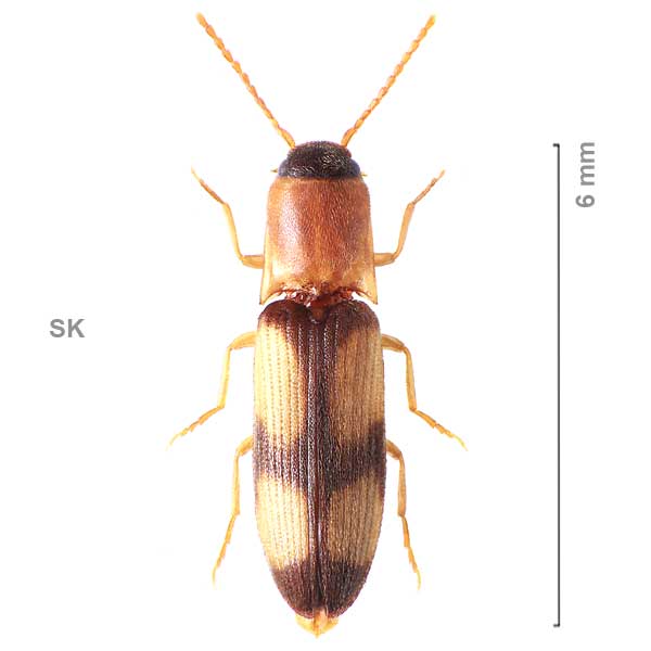 Betarmon bisbimaculatum