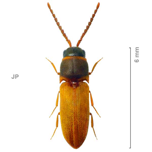 Bioxylus japonicus