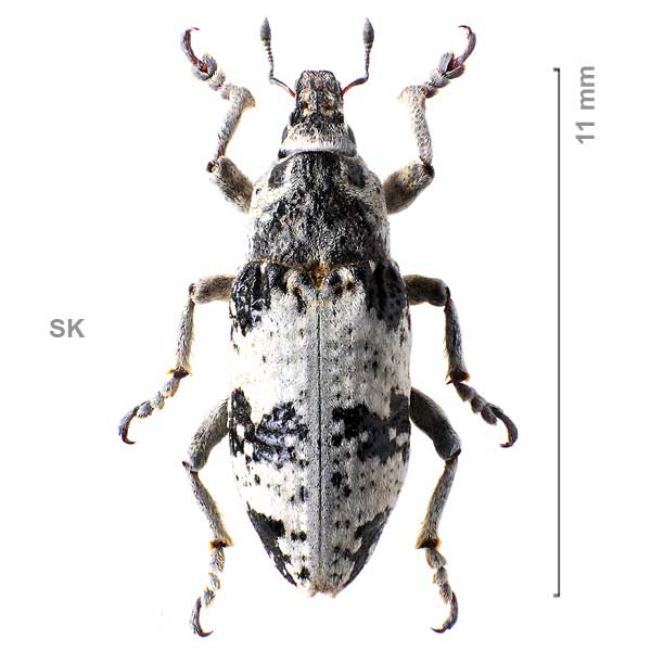 Bothynoderes affinis