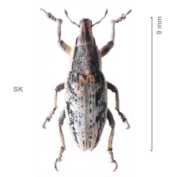 Bothynoderes declivis