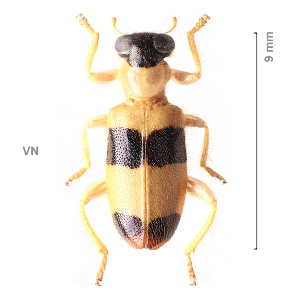 Brachycallimerus latesignatus