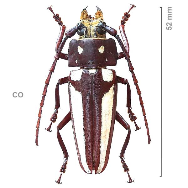 Callipogon lemoinei