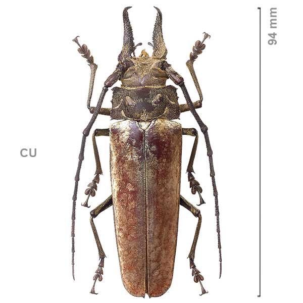 Callomegas sericeus