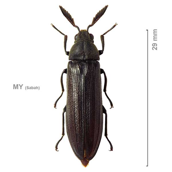 Callyrhipis tonkinea