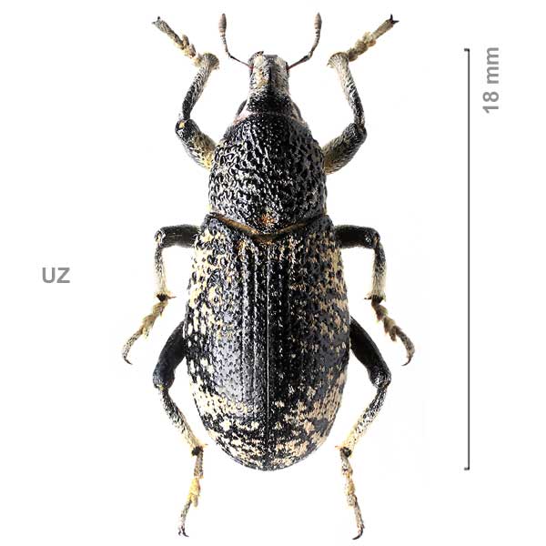 Chromosomus fischeri