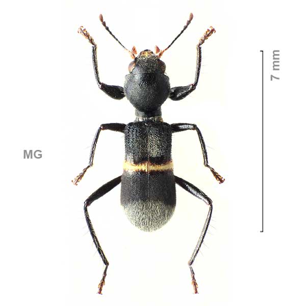 Clerinae-g02-sp-Madagascar1