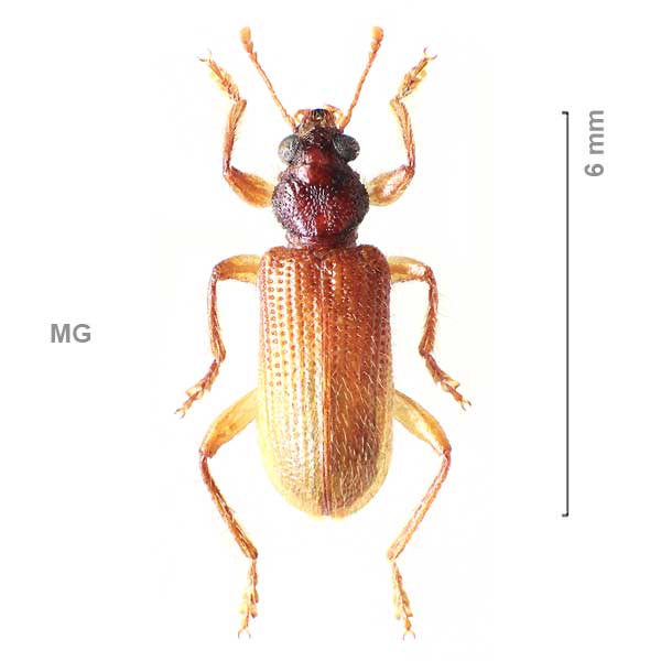 Clerinae-g05-sg1-sp-Madagascar2