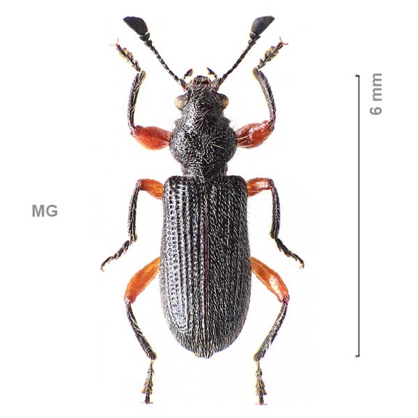 Clerinae-g05-sg2-sp-Madagascar1