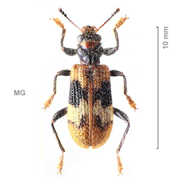 Clerinae-g06-sp-Madagascar1