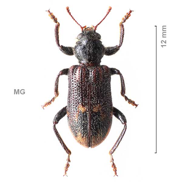 Clerinae-g07-sp-Madagascar1