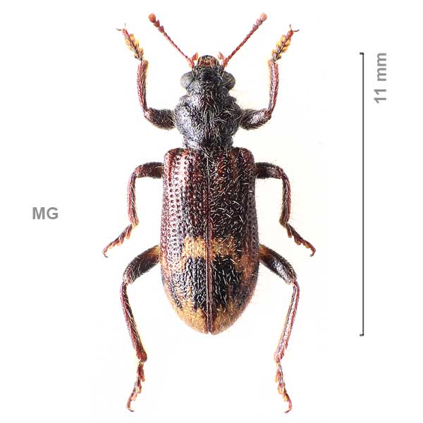 Clerinae-g07-sp-Madagascar1