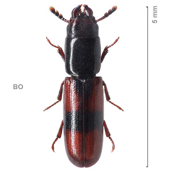 Corticotomus-sp-Bolivia1